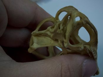 Media type: image;   Herpetology R-4702